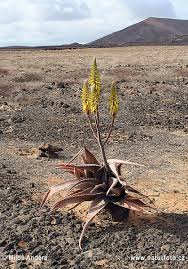 Lidah buaya atau aloe vera ini memiliki penggunaan lidah buaya misalnya untuk makanan (hal ini telah disetujui oleh fda sebagai perasa). Pokok Lidah Buaya Foto Gambar
