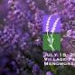 Falls Lavender Fest