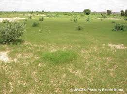 Image result for Zornia glochidiata