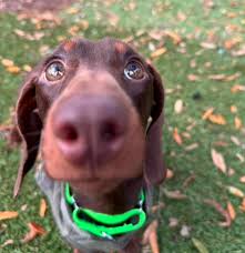 Hello everyone! I found Bentley at the local shelter and gave him a second  chance. I welcome all feedback. I grew up with a Dachshund-Yorkie mix so I  am familiar with temperament