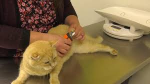 We offer vaccination packages and discounted pricing for spaying and neutering your dog or cat. What Does That 1 1 14 Billboard Mean Apparently Cats Can T Do Math