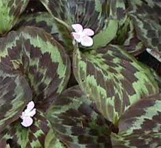 Image result for Kaempferia