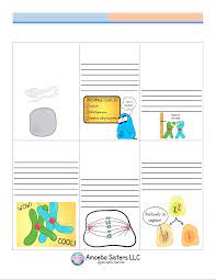 Maybe you would like to learn more about one of these? Kami Export Sydney Moll Video Recap Of Meiosis By Amoeba Sisters Updated Pictures Studocu
