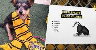 Shelter Sorts Dogs Into Harry Potter Houses Using Personality Over Breed