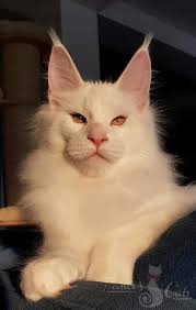 pin ot polzovatelya carla doria na doske doria s kitty mejn kun kot