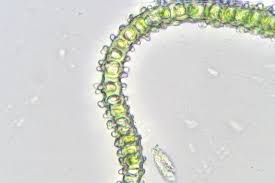 Image result for Pycnostachys ciliata