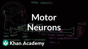 The new function might turn out to be just the thing that sets the firm apart.david aaron stevens, owner, stevens consulting. Electrical Stimulation Its Role In Upper Limb Recovery Post Stroke Physiopedia