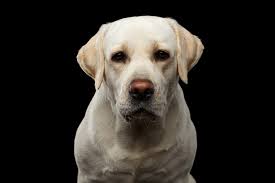 Canine cancer detection is an approach to cancer screening that relies upon the claimed olfactory ability of dogs to detect, in urine or in breath, very low concentrations of the alkanes and aromatic compounds generated by malignant tumors. Laryngeal Paralysis Elwood Vet