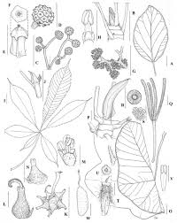 Image result for Didymodoxa