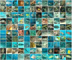 Great Barrier Reef Pictures Photos Facts Queensland