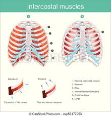 There are several muscles that are attached to the rib cage. Intercostal Muscles The Thoracic Cage The Thoracic Cage Is Made Up Of Bones And Cartilage Along It Consists Of The 12 Canstock