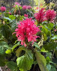 Image result for Justicia carnea