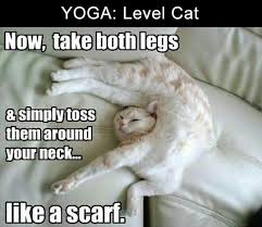 Yoga Level Cat Cute Funny Animals Funny Animal Pictures Funny Animals