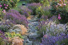 Lavendel Und Rosen Umschmeicheln Den Romantischen Gartenweg Ins Ungewisse Romantische Garten Garten Gartenweg