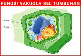 Vakuola adalah ruang dalam sel yang berisi cairan (cell sap dalam bahasa inggris) yang berupa rongga yang diselaputi membran (tonoplas). Jawaban Fungsi Vakuola Pada Sel Tumbuhan Dan Hewan