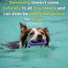 Sprinkler head covers for dogs. 11 Best Dog Pool Options For Your Pup 2021 Reviews All Pet S Life