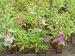Gambar tumbuhan pacar air utuh beserta keterangannya. Jual Daun Pacar Air Di Lapak Toko Tanaman Obat Bukalapak