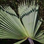 Image result for Borassus aethiopum