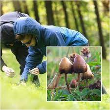 Grzyby halucynogenne znane też były na ziemiach majów. Zaczal Sie Sezon Na Grzybki Halucynogenne Dolny Slask To Dla Zbieraczy Eldorado Zdjecia Dolnoslaskie Nasze Miasto