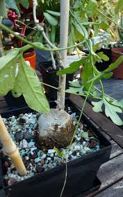 Image result for Kedrostis nana