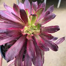 Whether you're heading to the french quarter or celebrating at home, find the purple, green & gold party supplies for a great mardi gras. Aeonium Mardi Gras
