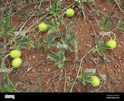 Image result for Cucumis zeyheri