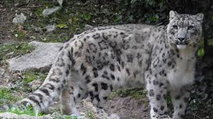 Despite a range of over 2 million km2, scientist estimate that there may only be between 3,920 and 6,390 snow leopards left in the wild. Covid 19 Snow Leopard In Louisville Tests Positive For Coronavirus Us News Sky News