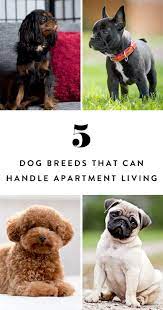 5 Dog Breeds That Can Totally Handle Living In An Apartment Dog Breeds Little Apartment Dogs Breeds Dog Breeds