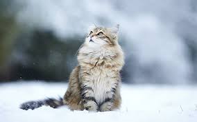 Teste uns kostenlos & unverbindlich und lass dich von unserem angebot überzeugen. Hd Wallpaper Cats Humor Winter Snow Flakes Free Desktop Background Wallpaper Flare