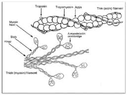 Smooth muscles have a much stronger ability to contract than skeletal muscles, and are able to maintain there are two types of smooth muscles: Ncert Class 11 Biology Locomotion And Movement Important Notes