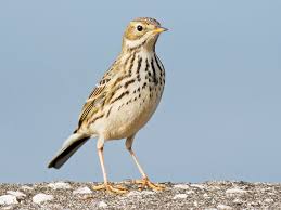 Any of various small songbirds (family examples of pipit in a sentence. Meadow Pipit Ebird