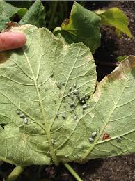 Squash bugs are easiest to kill and remove when young. Garden Help Desk How Do I Get Rid Of Squash Bugs Community News Heraldextra Com