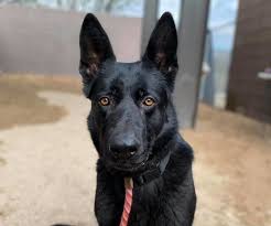 Join millions of people using oodle to find puppies for adoption, dog and puppy listings, and other pets adoption. These Pets Are Up For Adoption In Tucson Pets Tucson Com