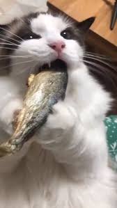 Video Listen The Cat Eats Very Loud No Doubt This Fish Is Too Delicious Lyubiteli Koshek Detenyshi Zhivotnyh Smeshnye Fotografii Zhivotnyh