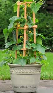 Tips For Growing Veggies In Containers Window Boxes Plant Supp Container Gardening Vegetables Vegetable Garden For Beginners Growing Vegetables In Containers