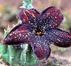 Image result for Tridentea