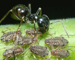 Image result for Rhipidoglossum eggelingii