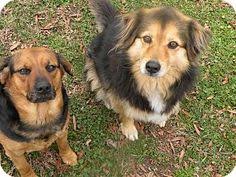 Please join us at frank liske park in concord, nc for a fun and healthy walk/run with your dog to support kreitzer's critter corral puppy rescue. 42 Dogs Ideas Dogs Animals Adoption