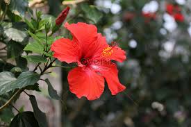 Bunga raya poster by nick busselman. Bunga Raya Merah Gambar Unduh Gratis Imej 500102935 Format Jpg My Lovepik Com
