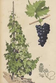 Grapes And Grape Vine Drawing By German Botanical Artist Learn how to draw grape vines pictures using these outlines or print just for coloring. grapes and grape vine by german botanical artist