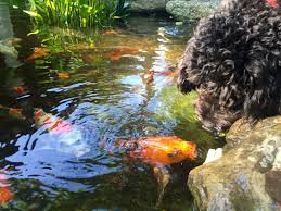 A good water test is needed prior to any treatment process. How To Keep Pond Water Clear The Ultimate Guide Splash Supply Company