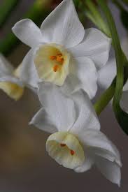 Maybe you would like to learn more about one of these? Narciso Amazing Flowers Pretty Flowers Beautiful Flowers