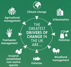 Here's more about the creatures at risk. New Report Reveals Devastating Loss Of Uk Wildlife The Wildlife Trust For Lancashire Manchester And North Merseyside