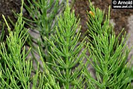 Schachtelhalm Equisetum Arvense Awl Ch Schachtelhalm Heilpflanzen Pflanzenteile