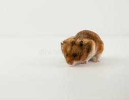 Download the perfect hamster pictures. 1 119 Golden Hamster Photos Free Royalty Free Stock Photos From Dreamstime