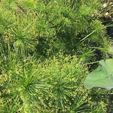 Image result for Cyperus kirkii