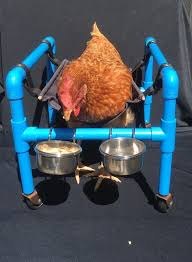 Chicken Therapy Chairs Are Designed To Assist With The Recovery Amp Rehabilitation Of Chickens Experiencing I Diy Dog Wheelchair Diy Dog Stuff Dog Wheelchair