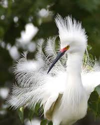 Yellow Bird With Crazy Hair Feathery Animali Belli Uccelli Uccellini