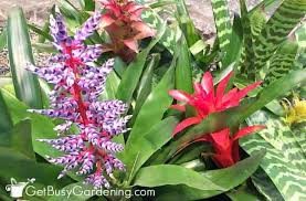 Apr 18, 2014 · six to fourteen weeks from when you remove the pot the bromeliad should begin to show signs of blooming such as colorful bracts or inflorescence. Bromeliad Plant Care Everything You Need To Know