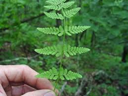 Image result for Woodsiaceae